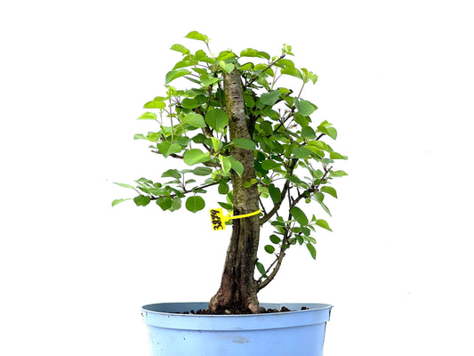 Prunus Mahaleb 3879