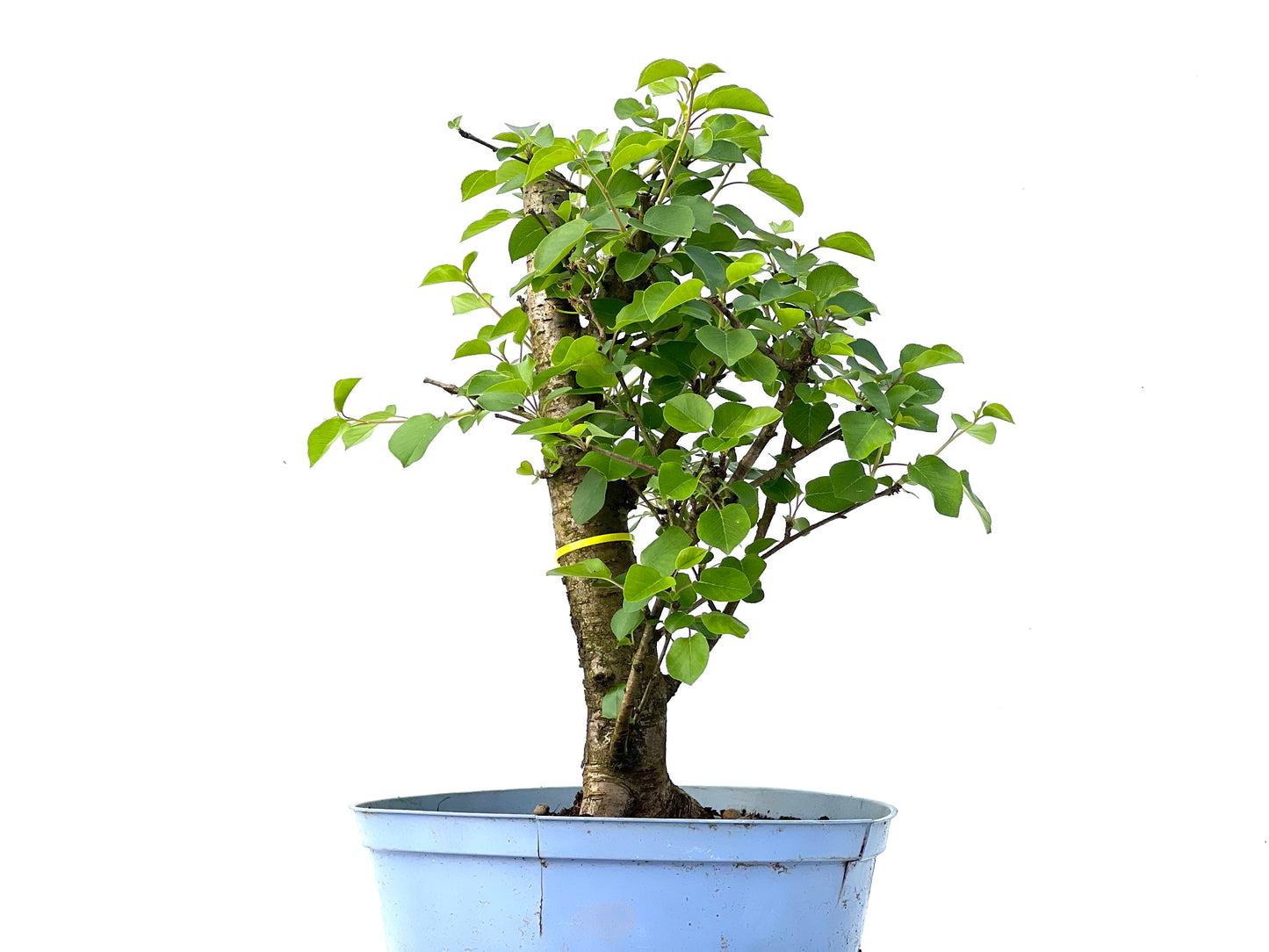 Prunus Mahaleb 3879