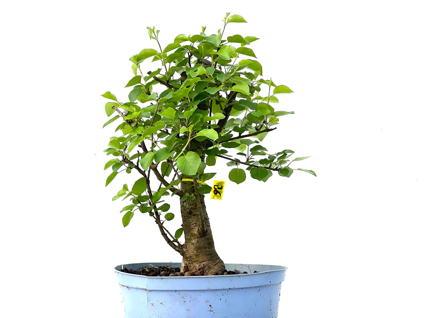 Prunus Mahaleb 3879