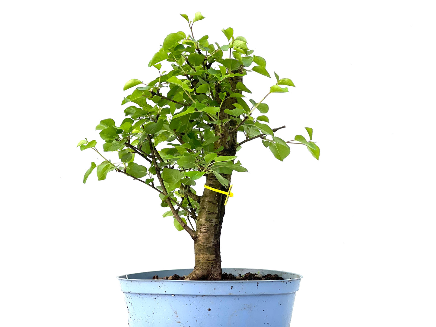 Prunus Mahaleb 3879