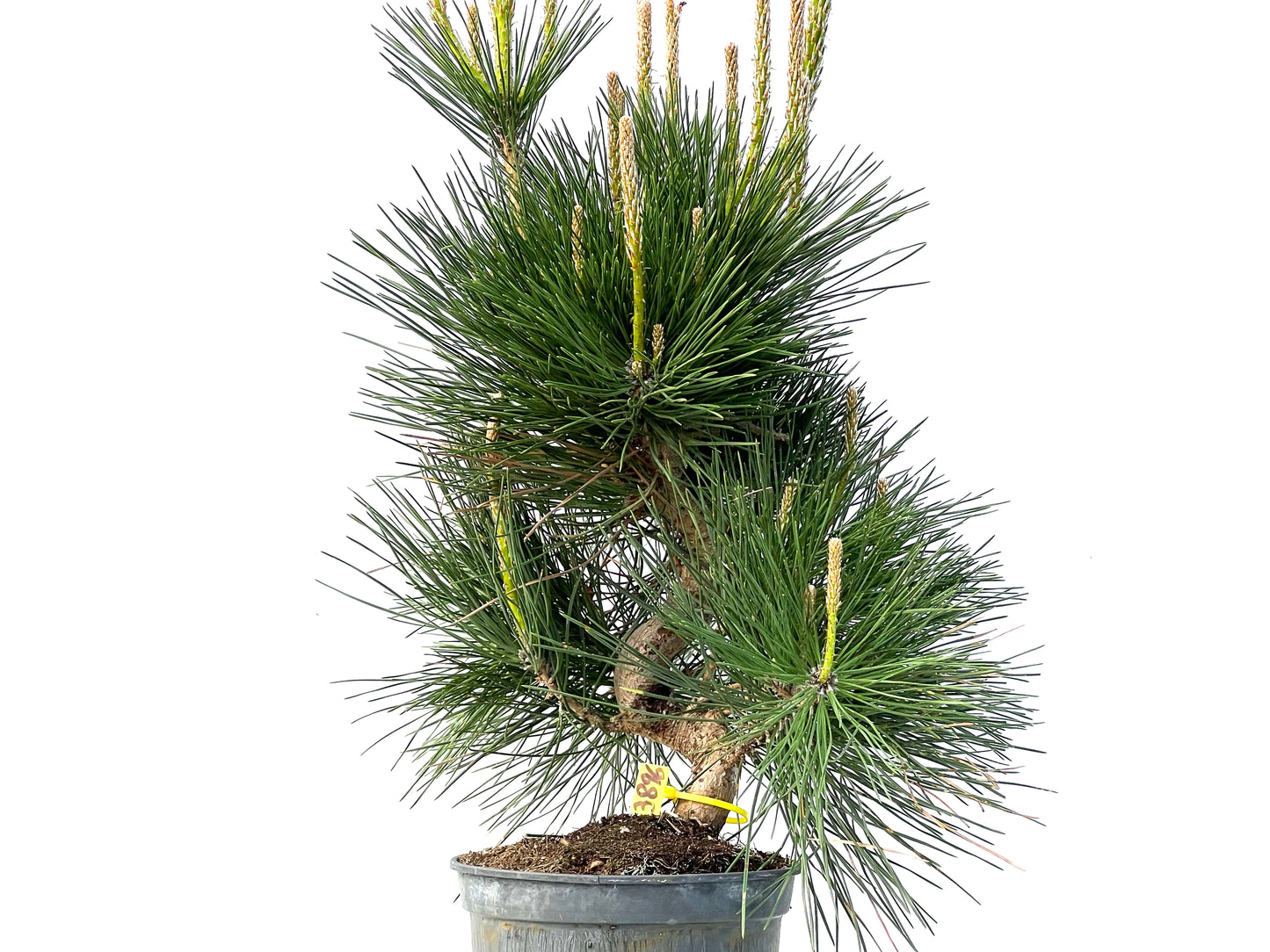 Pinus Thunbergii 3896