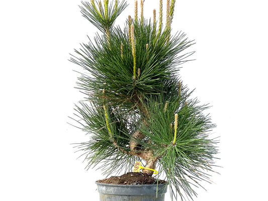 Pinus Thunbergii 3896