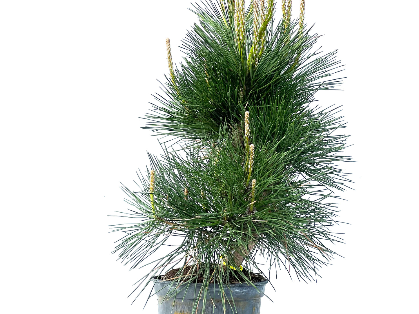 Pinus Thunbergii 3896