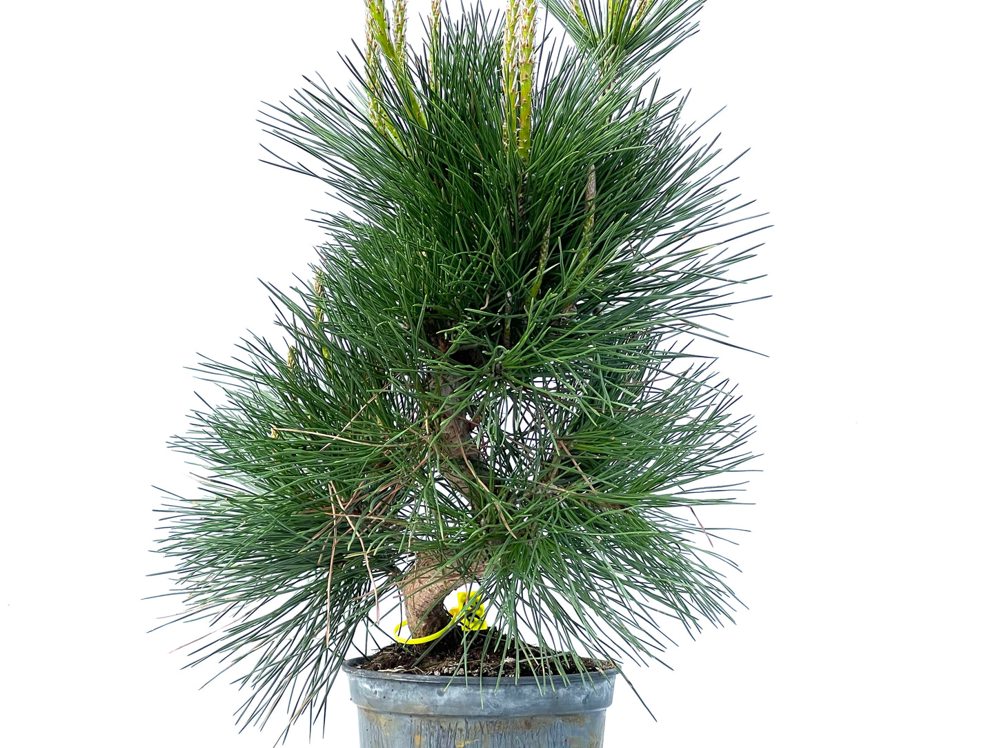 Pinus Thunbergii 3896