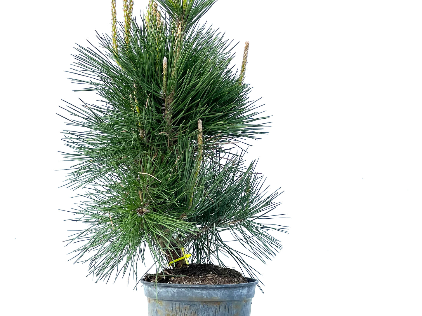 Pinus Thunbergii 3896