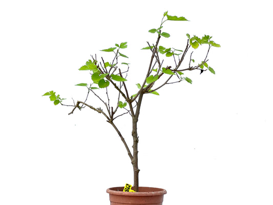 Morus Alba 3862