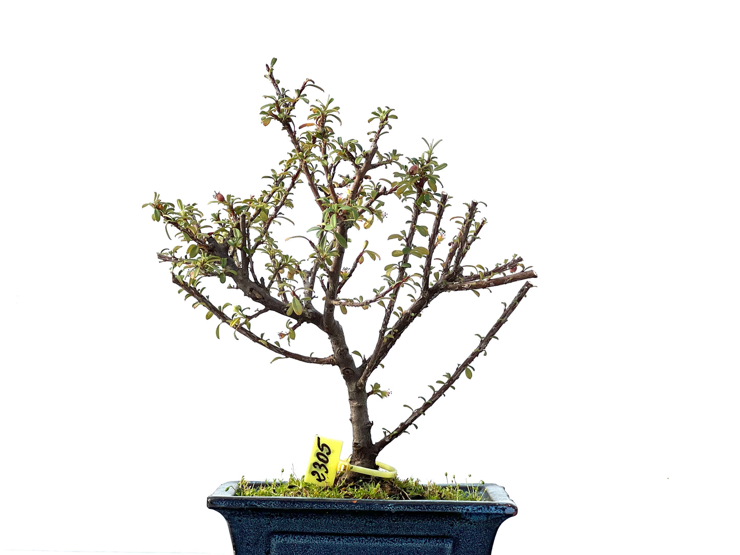 Cotoneaster Microphyllus 2305