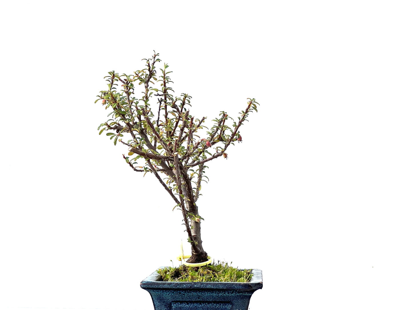 Cotoneaster Microphyllus 2305