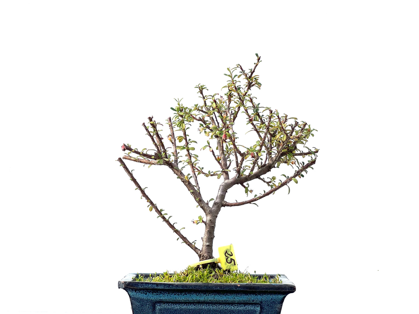 Cotoneaster Microphyllus 2305