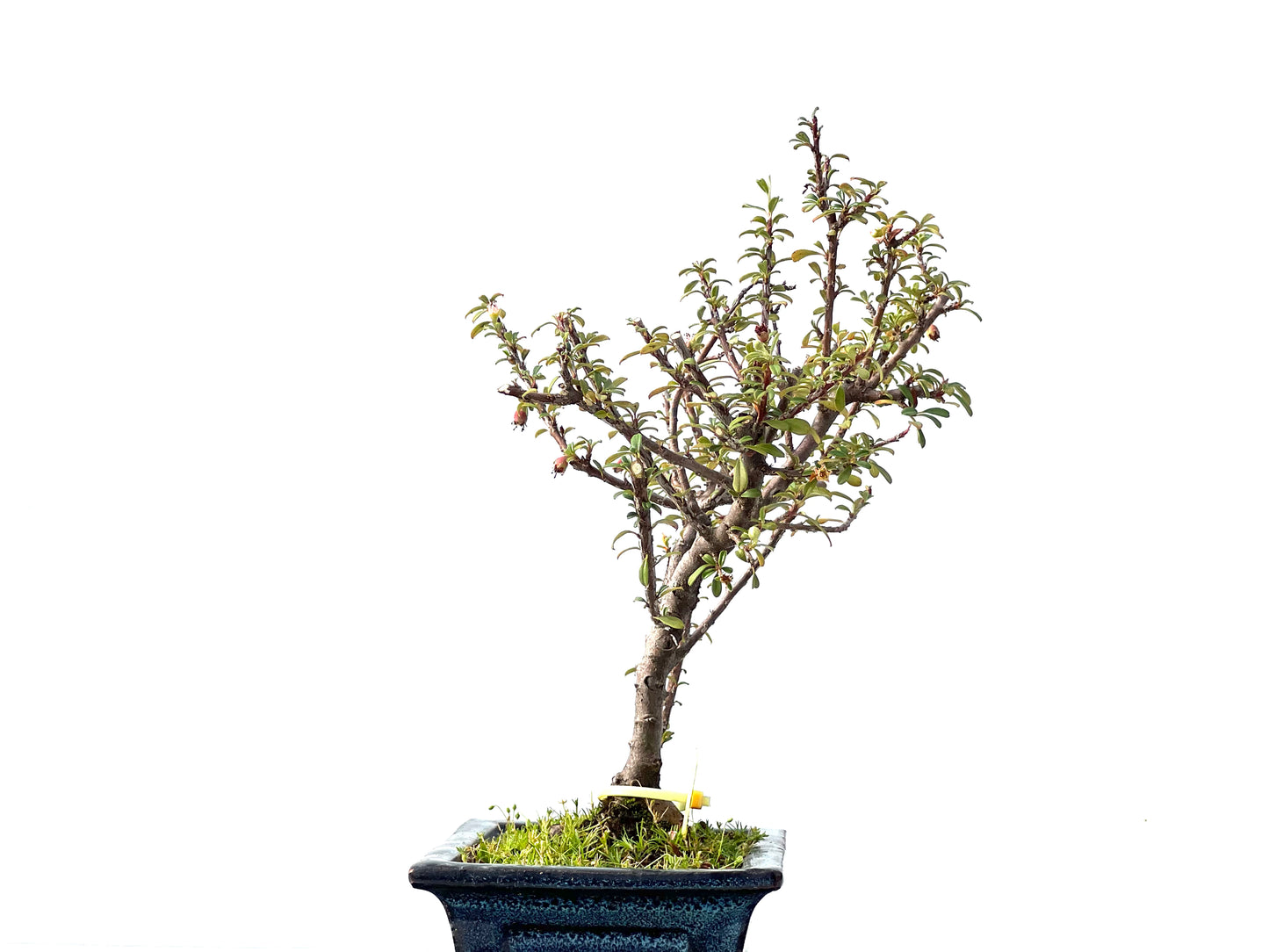 Cotoneaster Microphyllus 2305