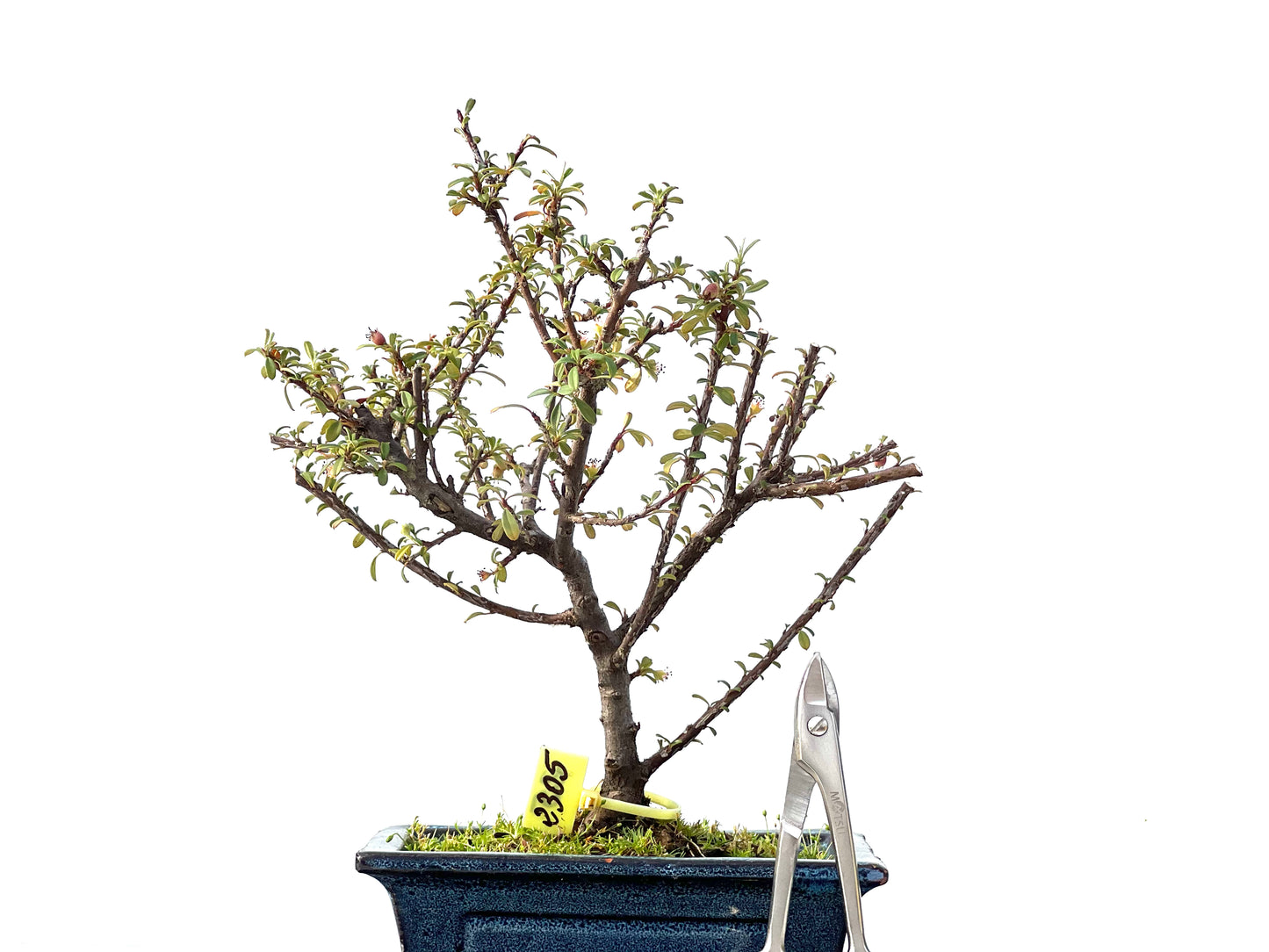 Cotoneaster Microphyllus 2305