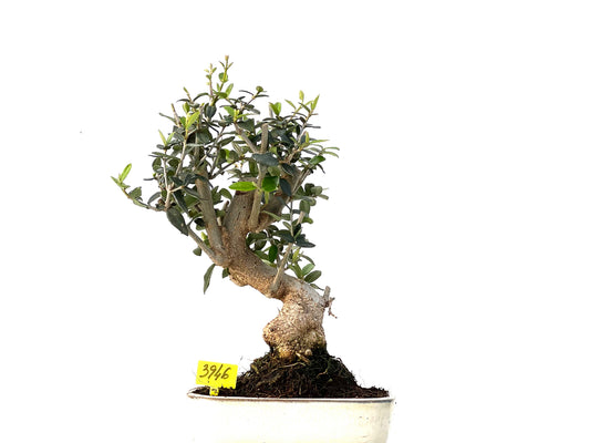 Olea Europaea Sylvestris 3946