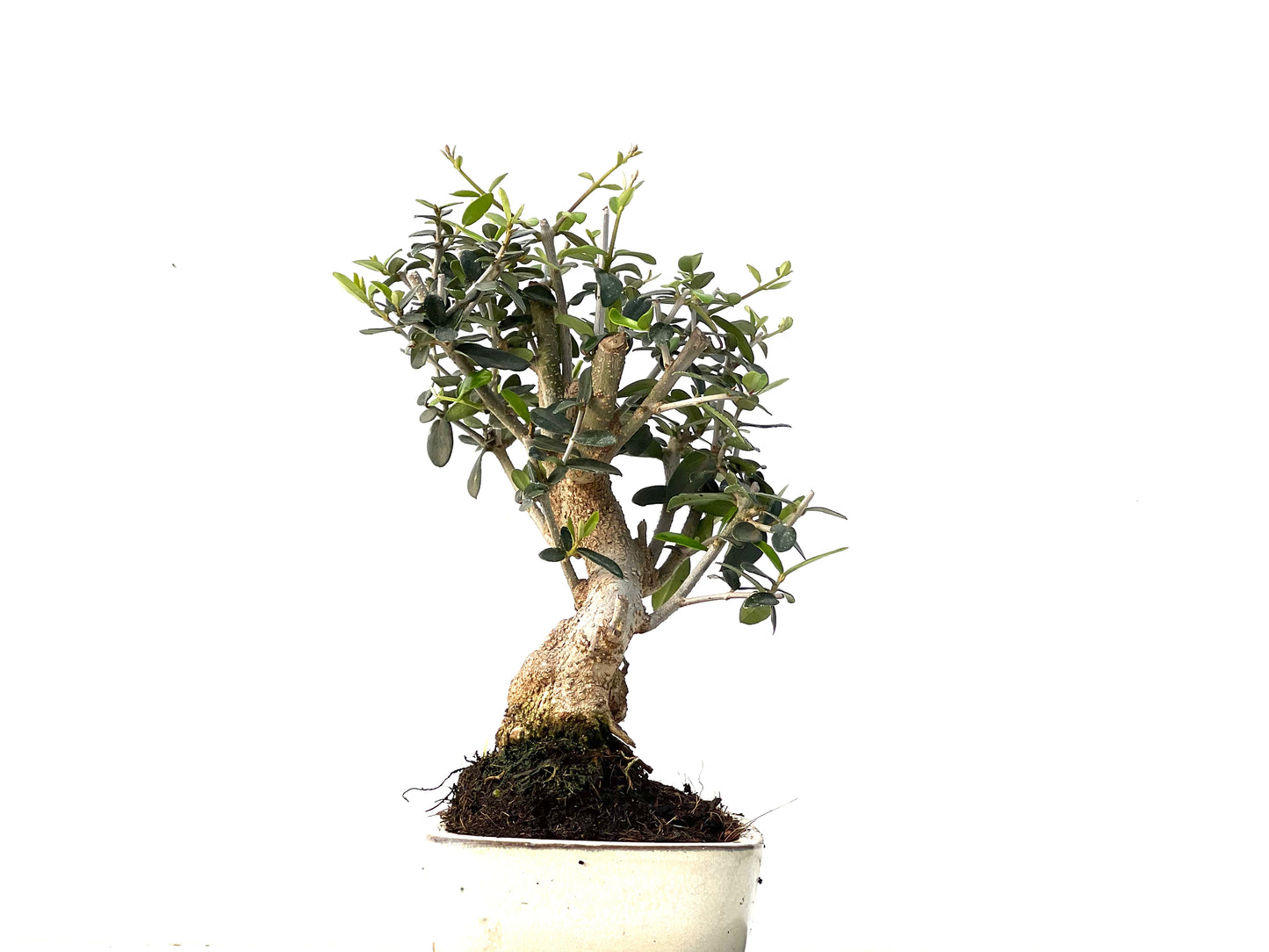 Olea Europaea Sylvestris 3946