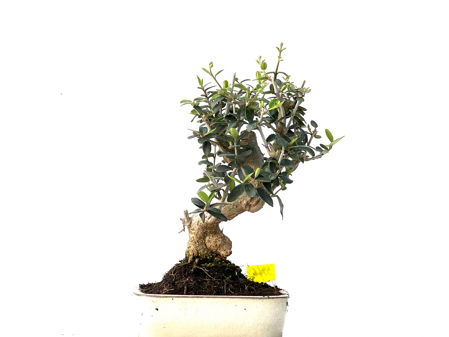 Olea Europaea Sylvestris 3946