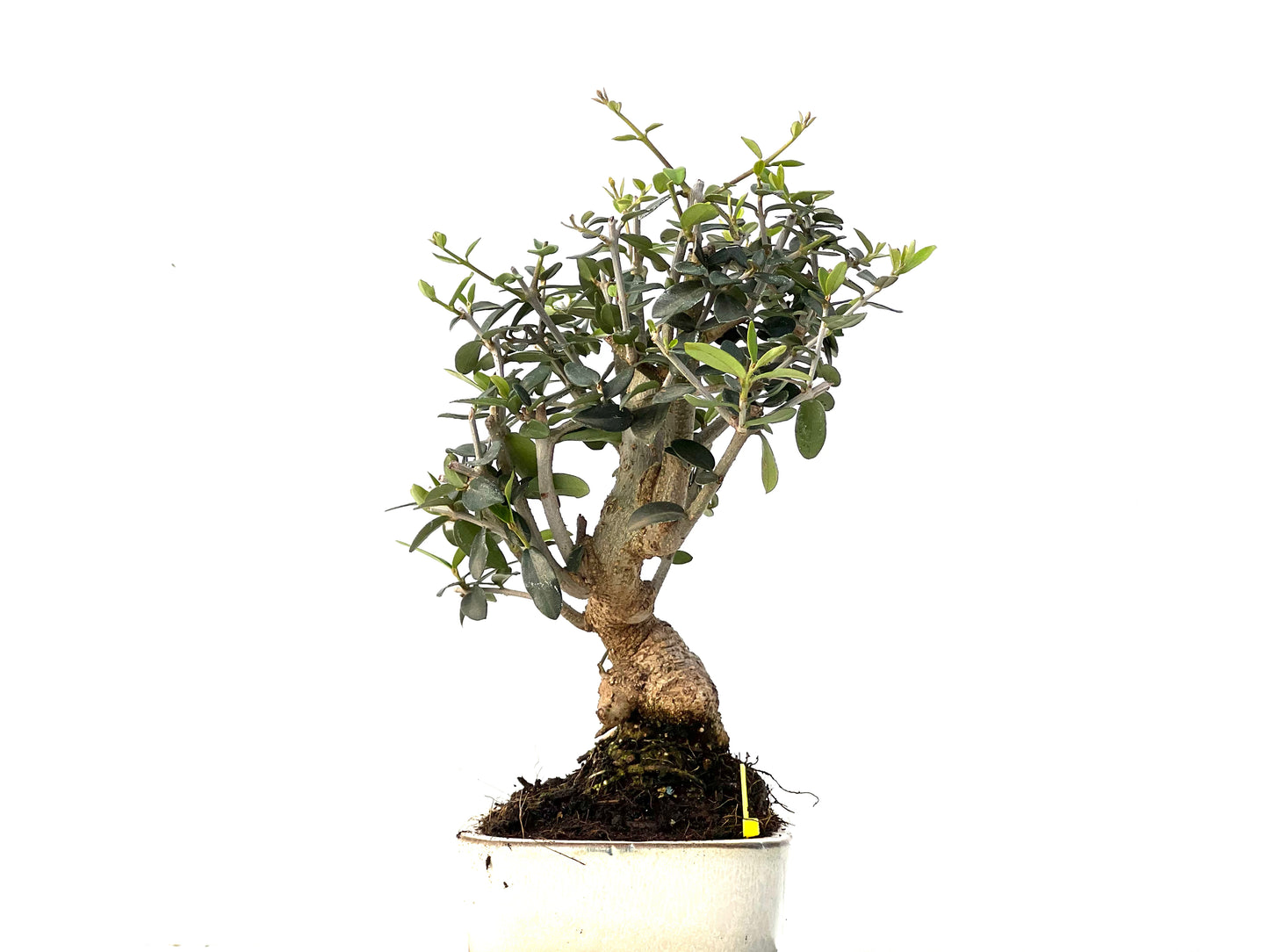 Olea Europaea Sylvestris 3946