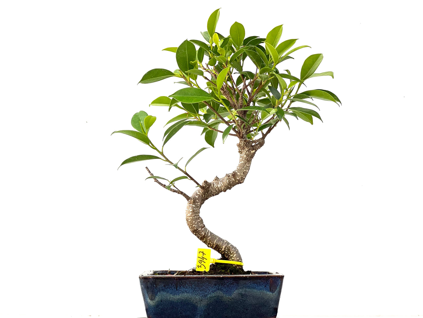 Ficus Tiger Bark 3947
