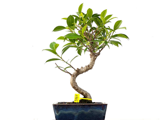 Ficus Tiger Bark 3947