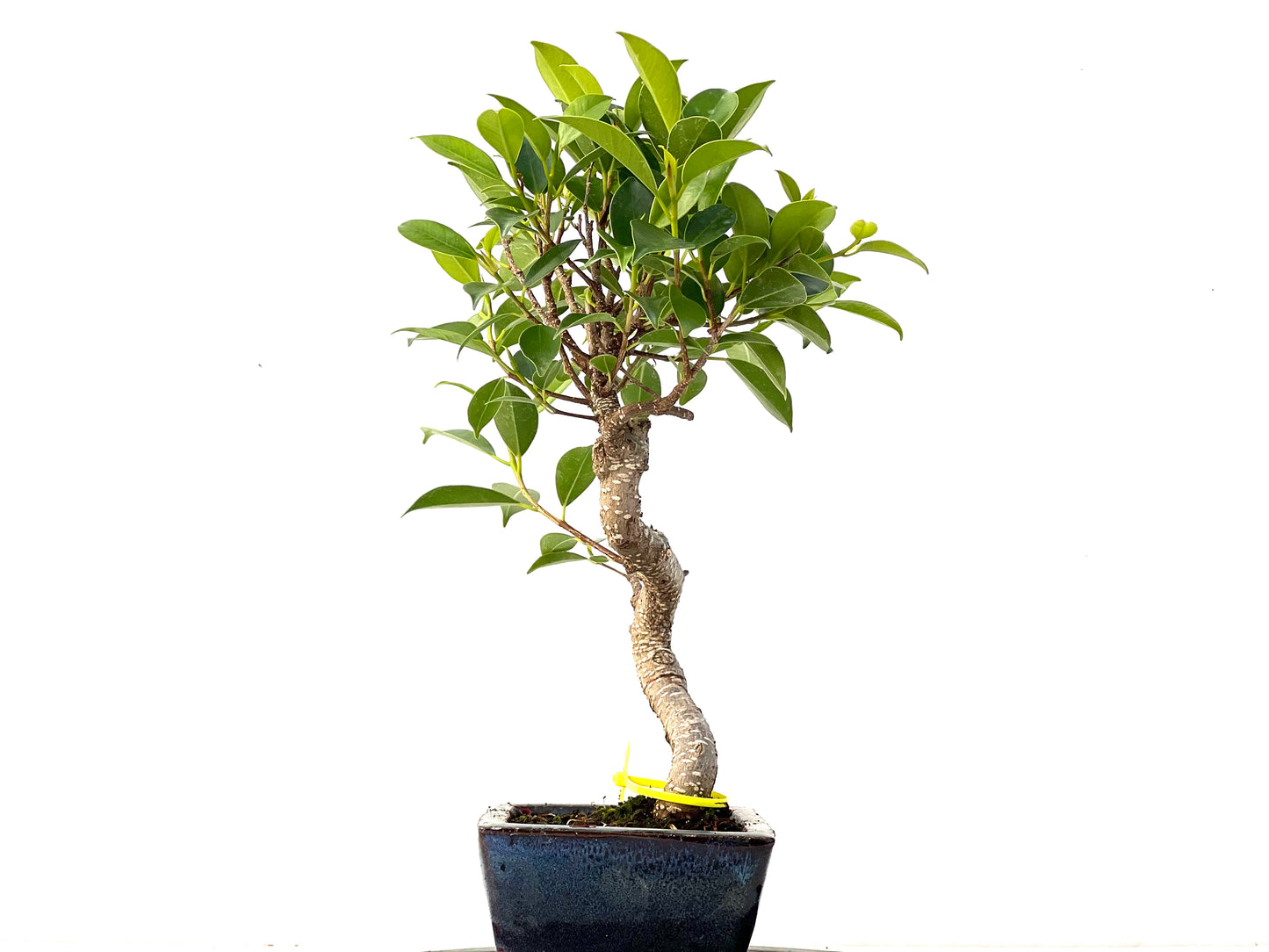 Ficus Tiger Bark 3947