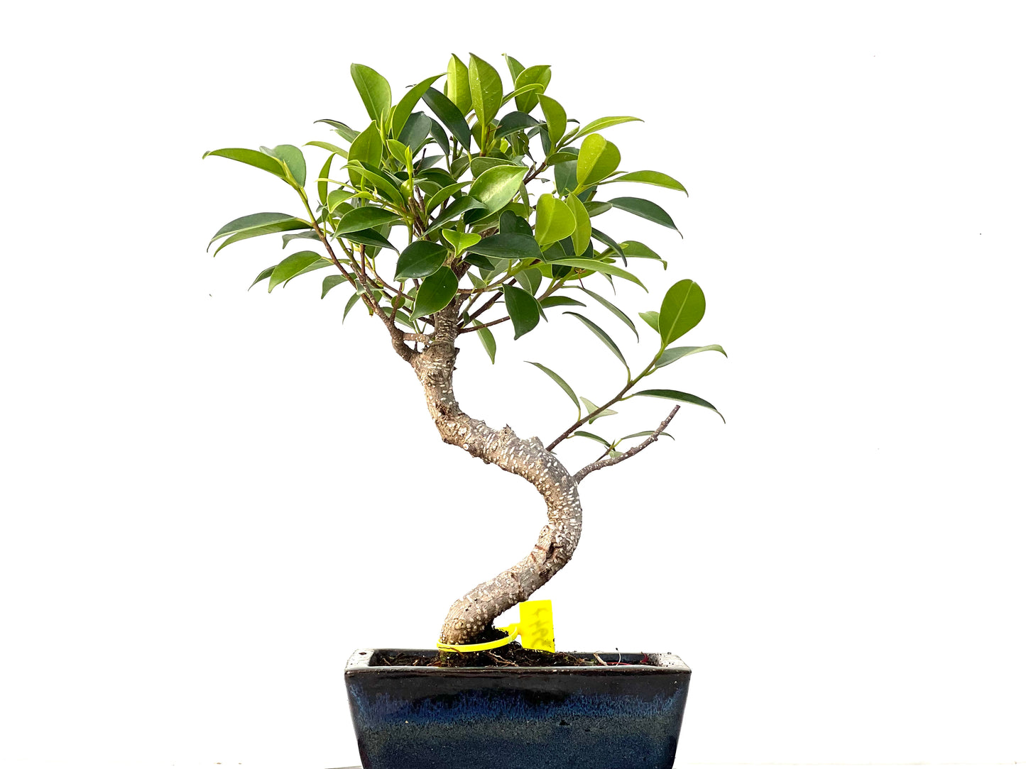 Ficus Tiger Bark 3947