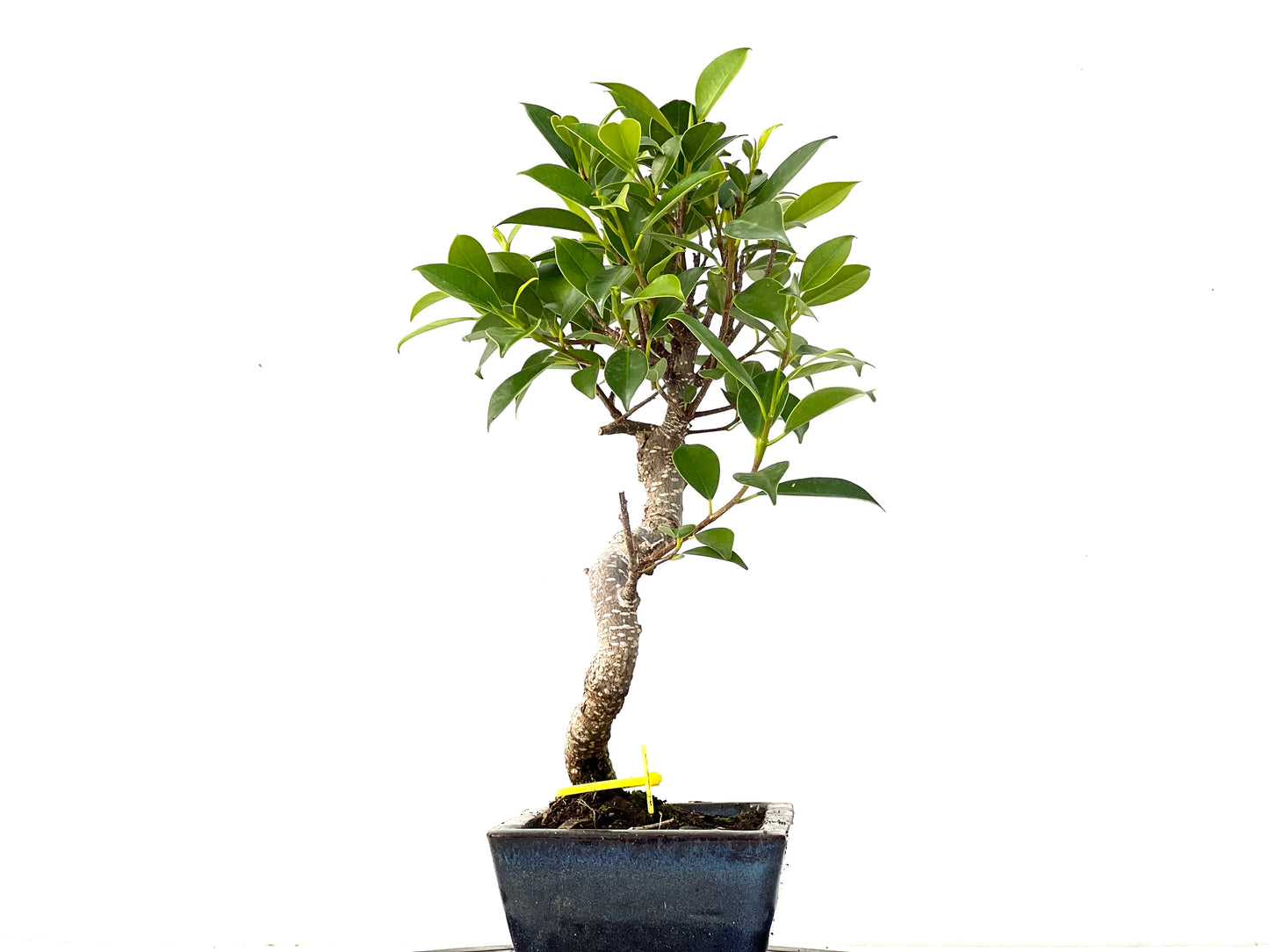 Ficus Tiger Bark 3947