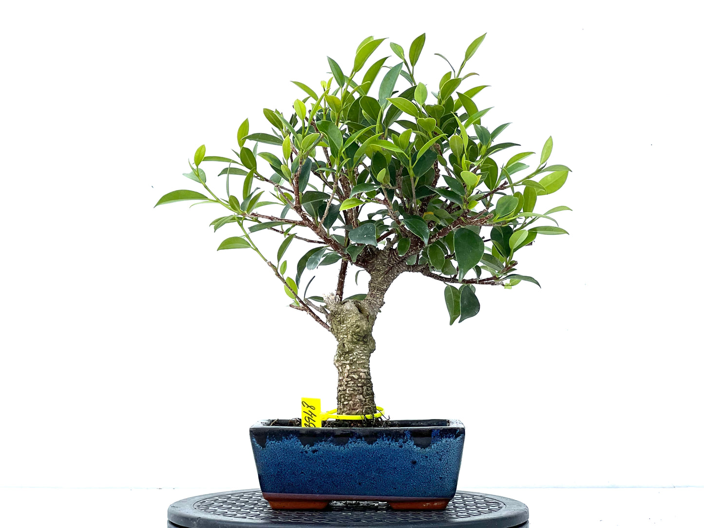 Ficus Tiger Bark 3948