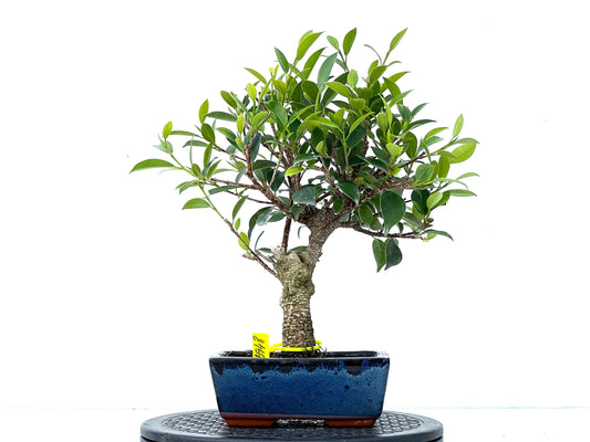 Ficus Tiger Bark 3948
