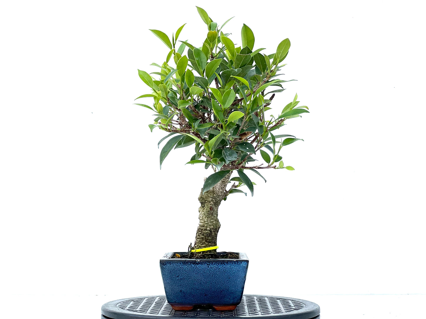 Ficus Tiger Bark 3948