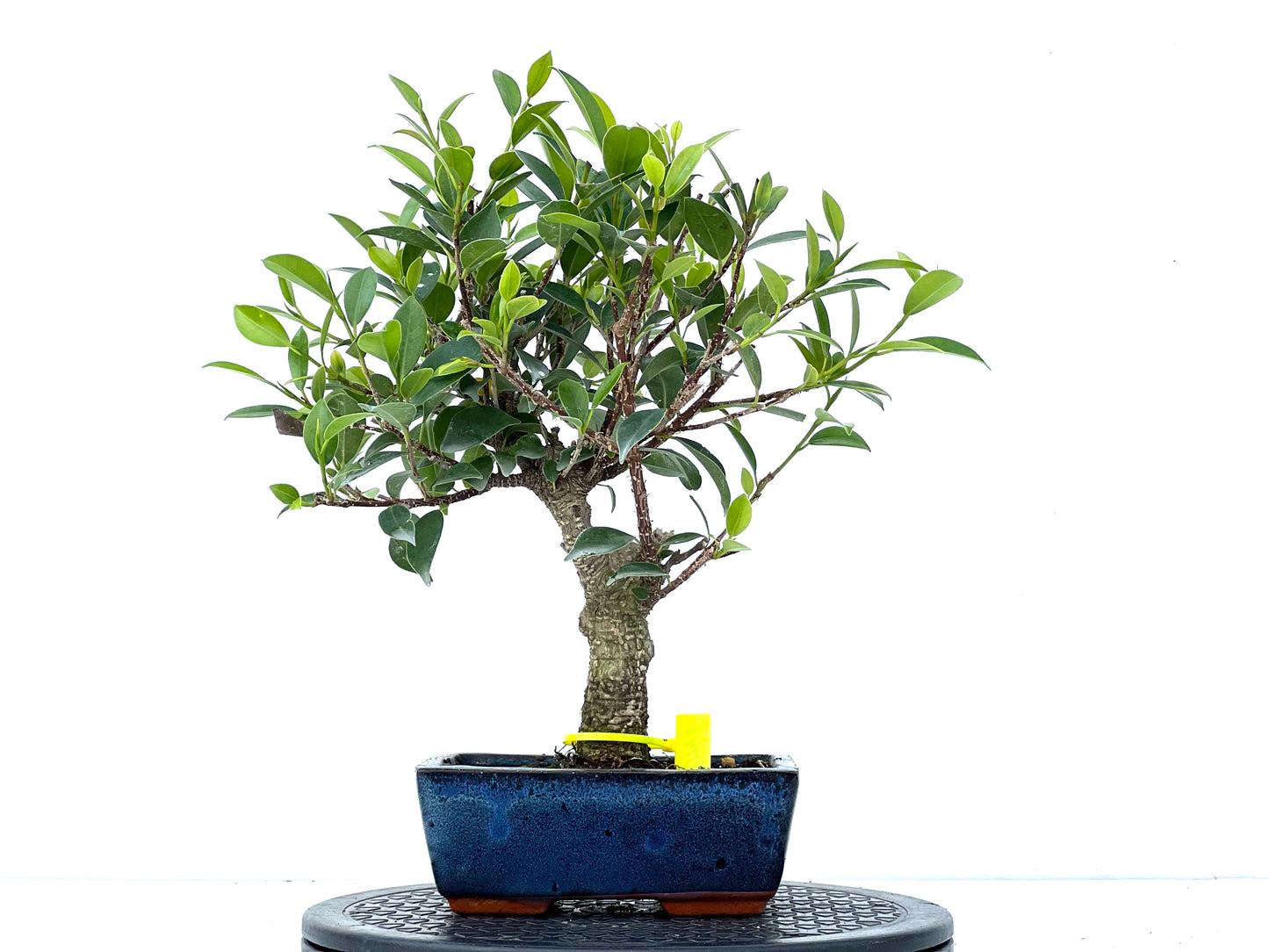 Ficus Tiger Bark 3948