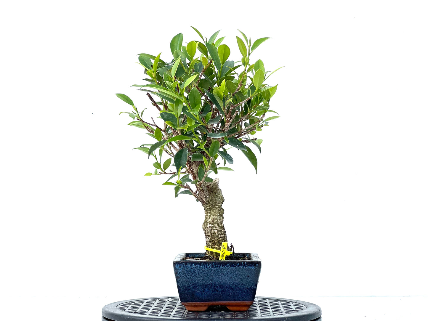 Ficus Tiger Bark 3948