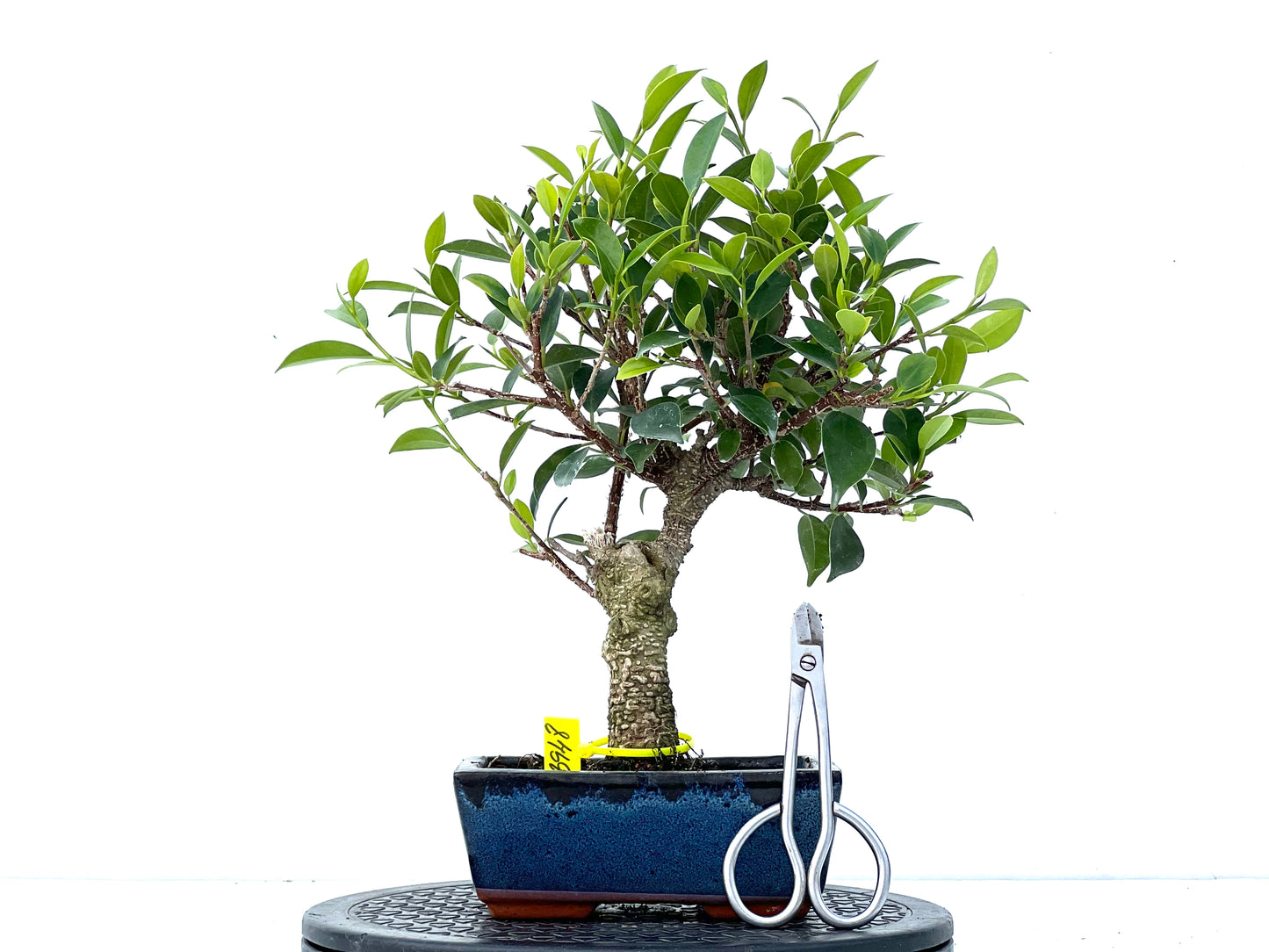 Ficus Tiger Bark 3948
