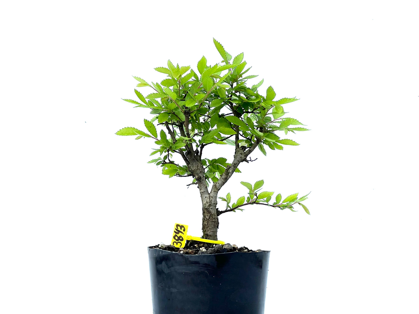 Olmo Nire Keyaki 3843
