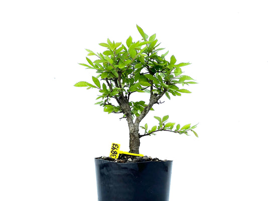 Olmo Nire Keyaki 3843