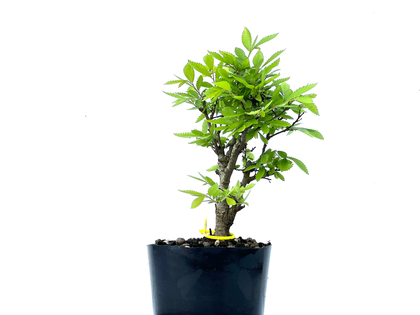 Olmo Nire Keyaki 3843