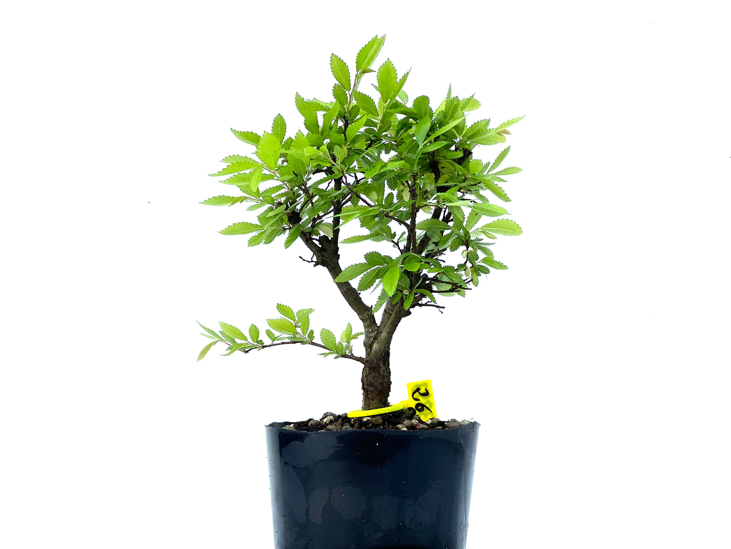 Olmo Nire Keyaki 3843