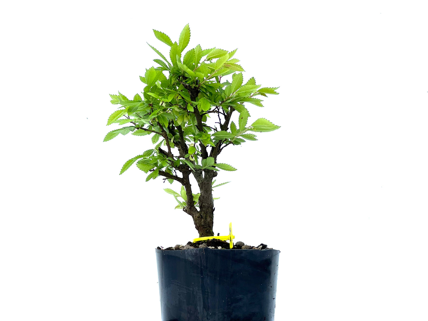 Olmo Nire Keyaki 3843