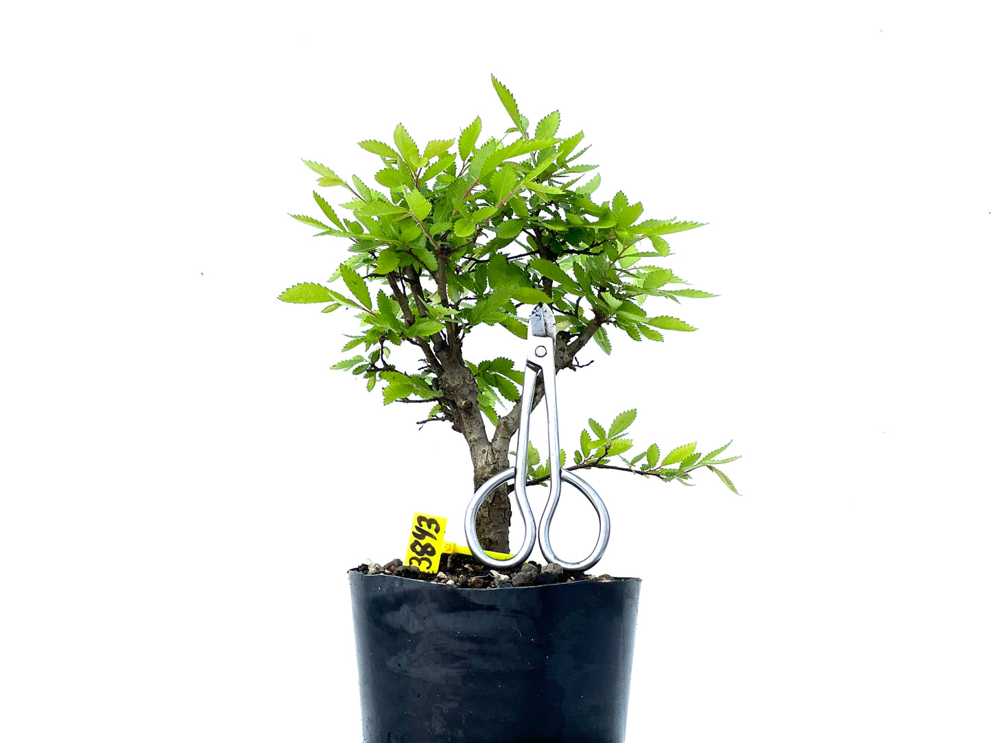 Olmo Nire Keyaki 3843