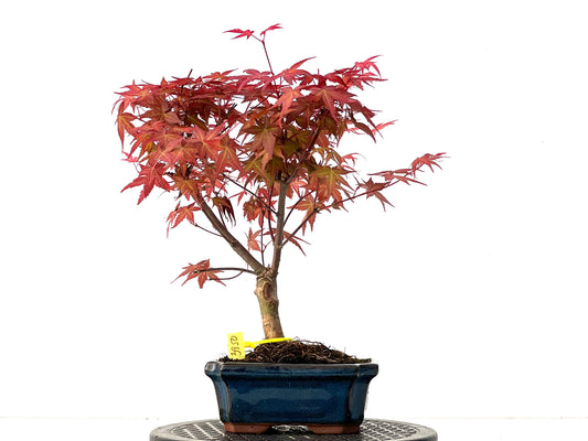 Acer Palmatum Deshojo 3950