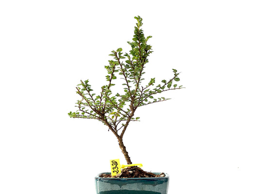 Ulmus Hokkaido 2320