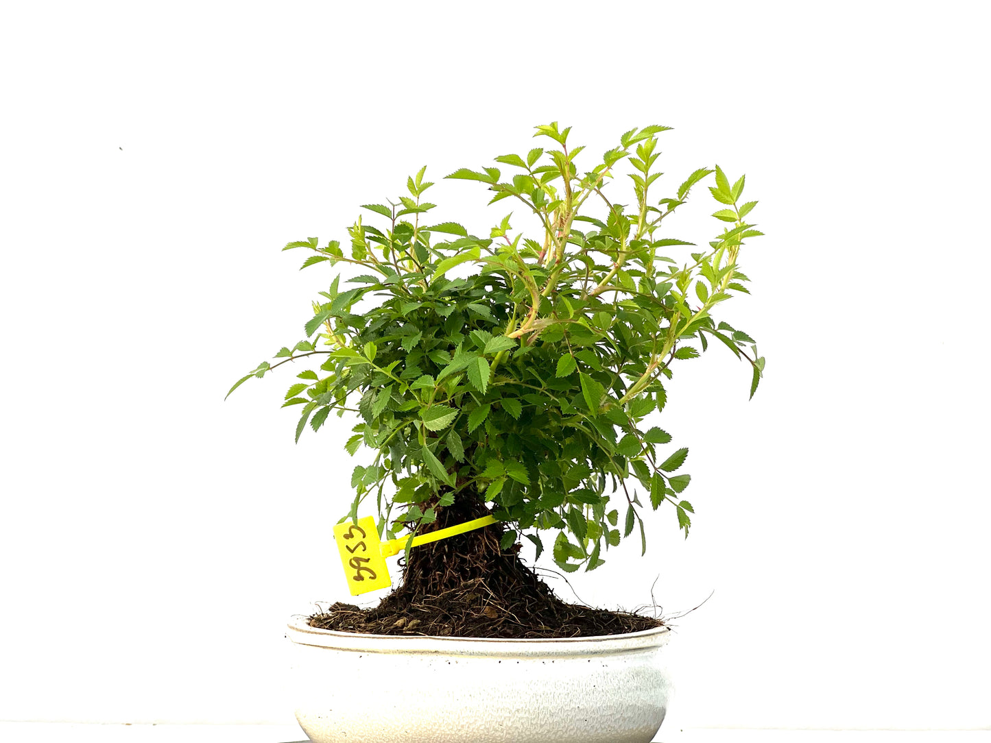 Rosal Japones 3953
