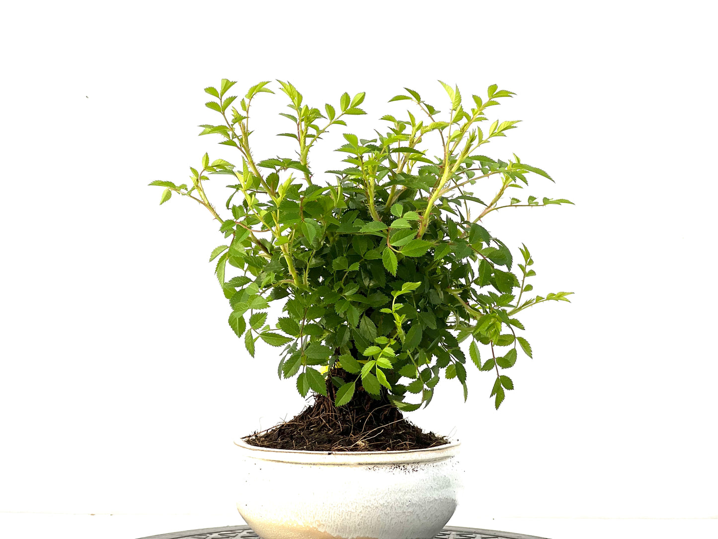 Rosal Japones 3953