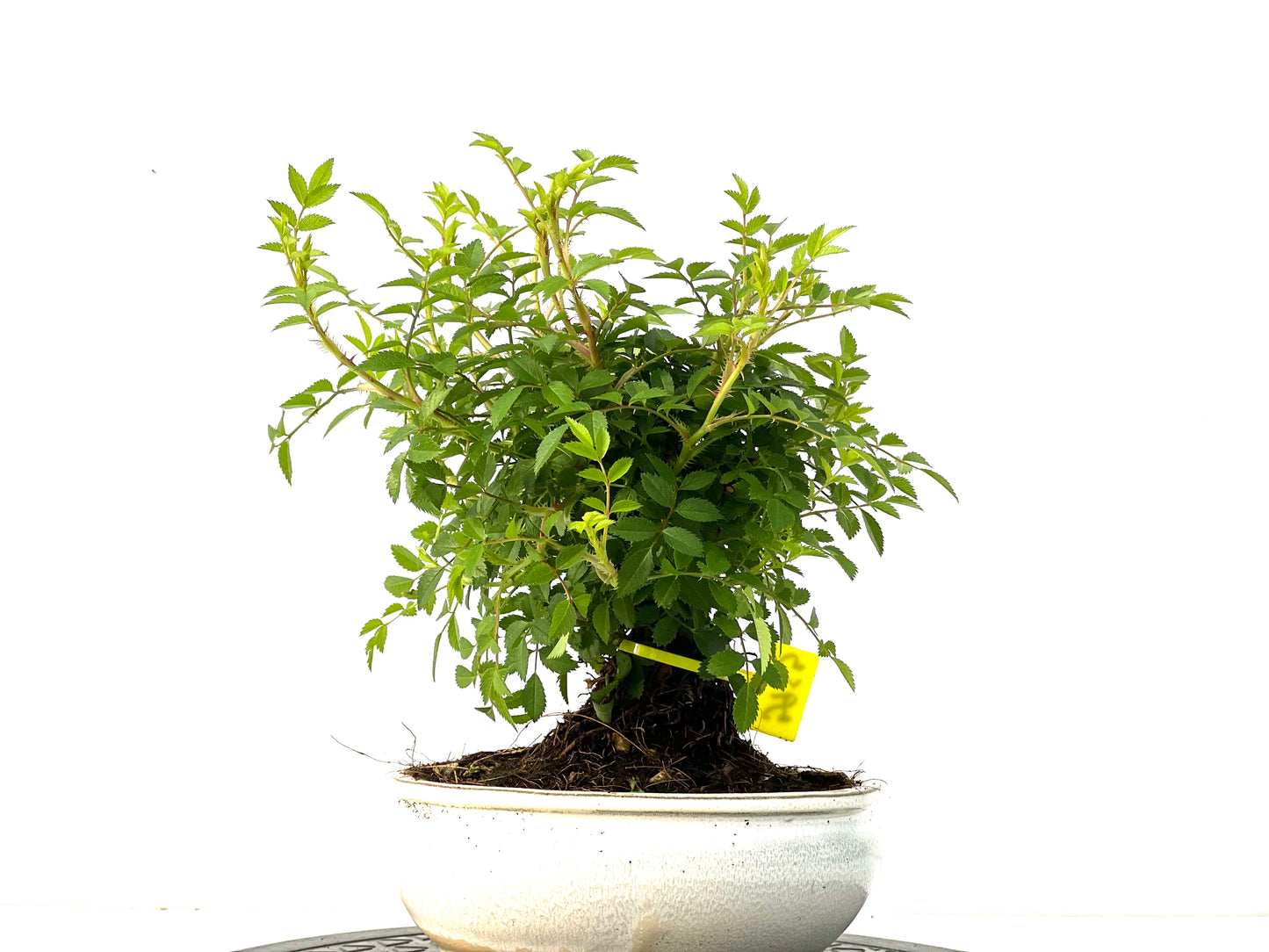 Rosal Japones 3953