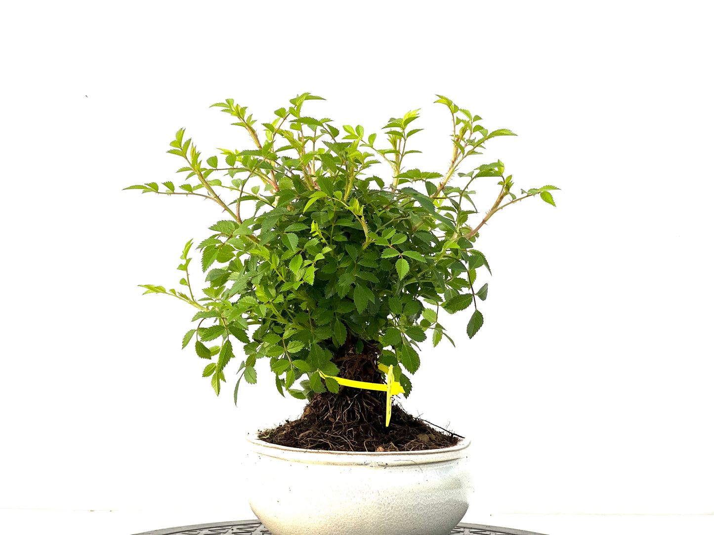 Rosal Japones 3953