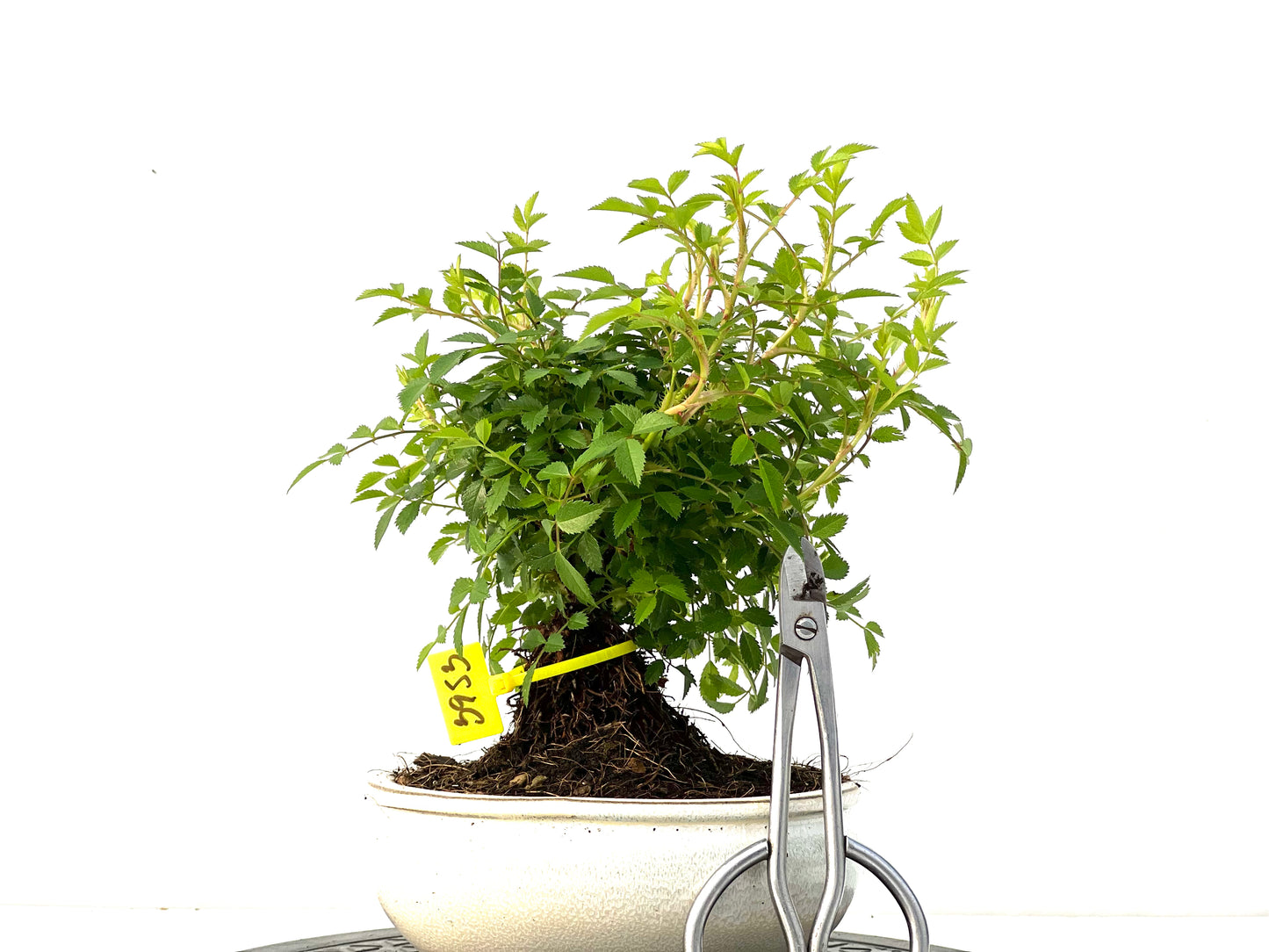 Rosal Japones 3953