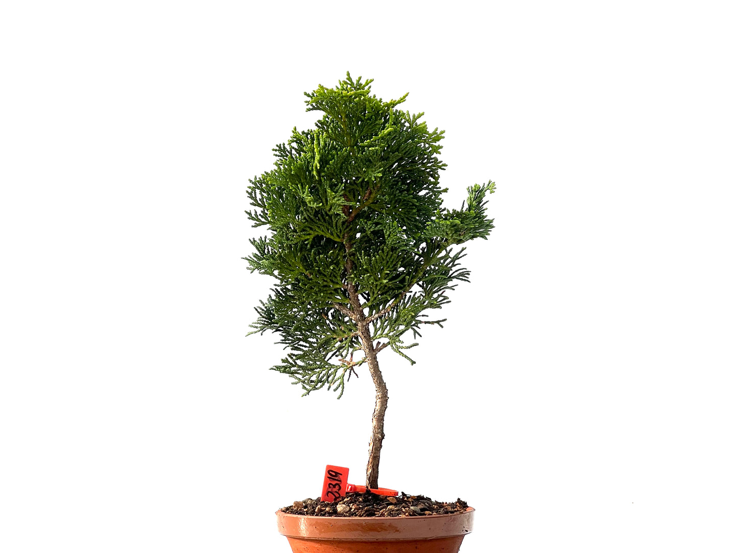 Chamaecyparis Obtusa Nana 2319