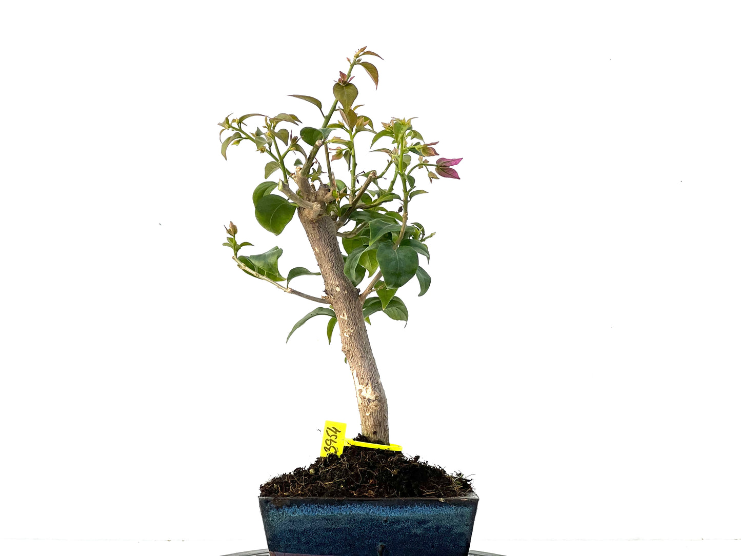Buganvilla Glabra 3954