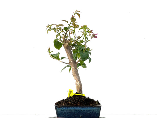 Buganvilla Glabra 3954