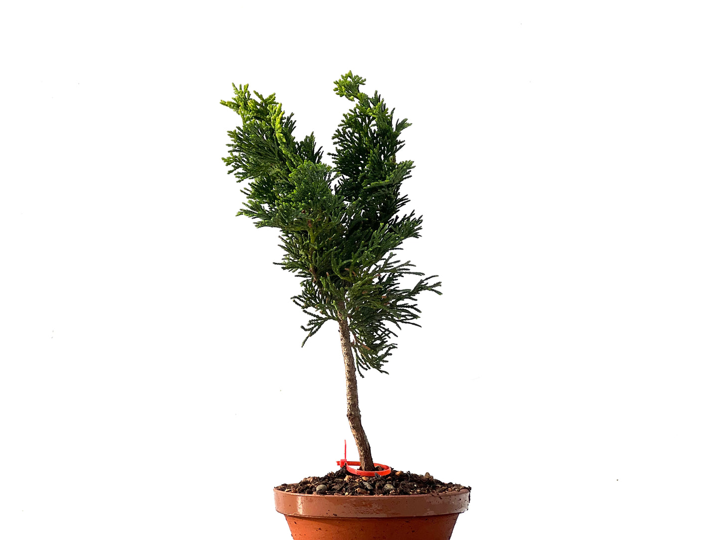 Chamaecyparis Obtusa Nana 2319