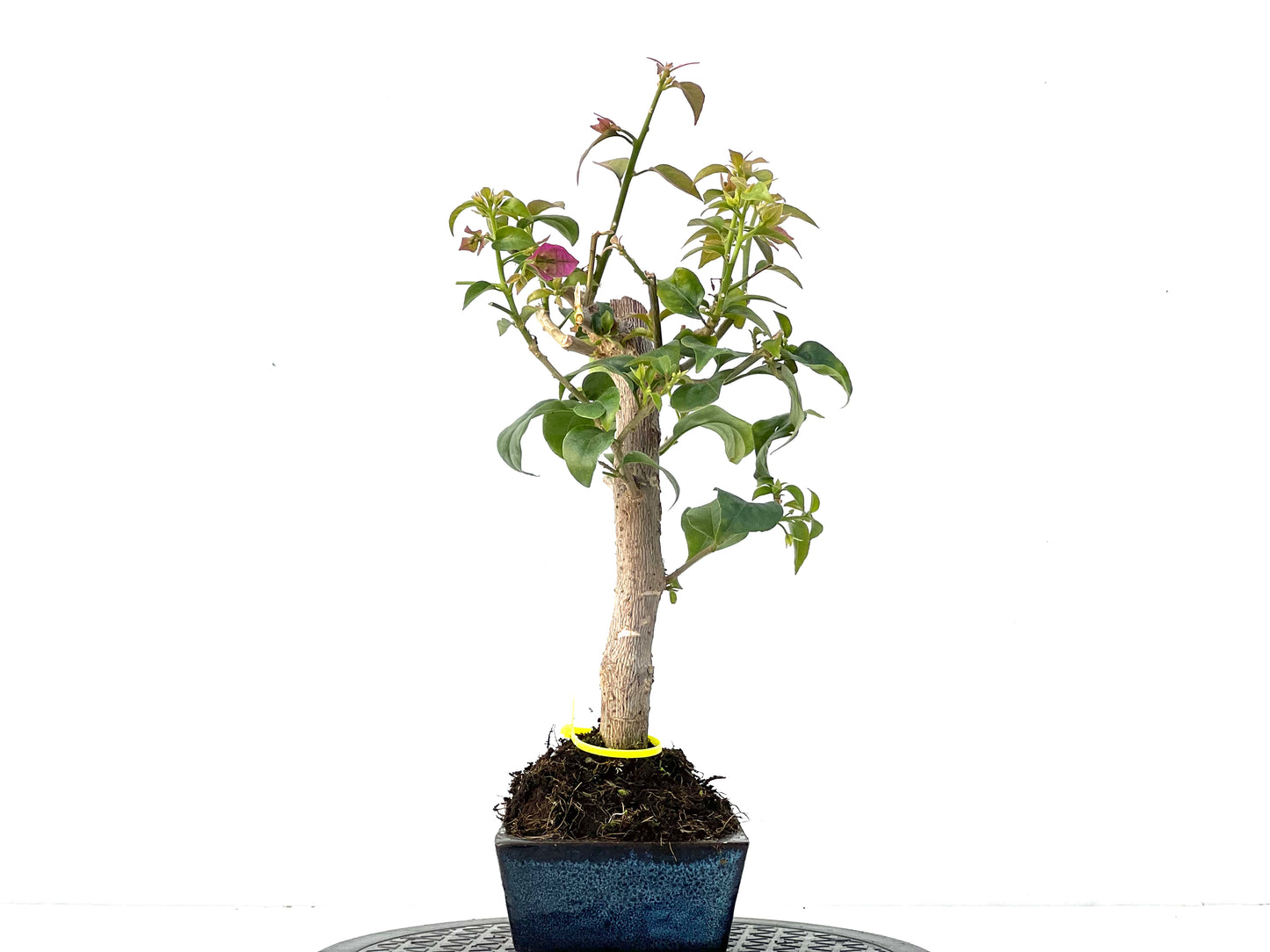 Buganvilla Glabra 3954