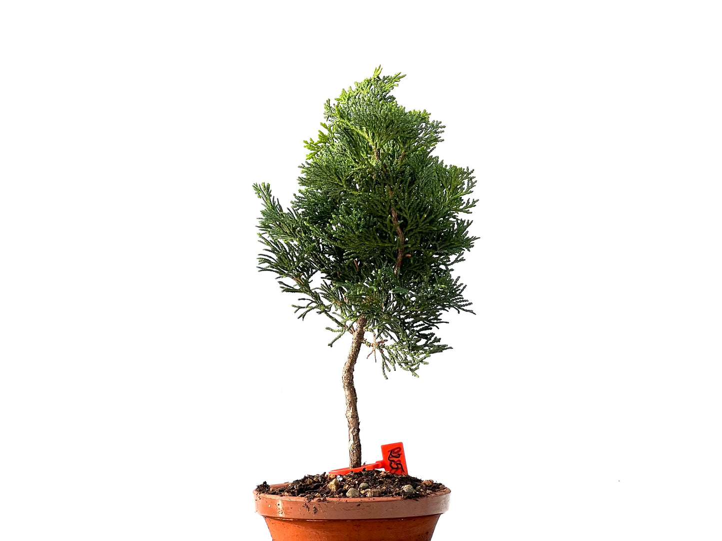 Chamaecyparis Obtusa Nana 2319