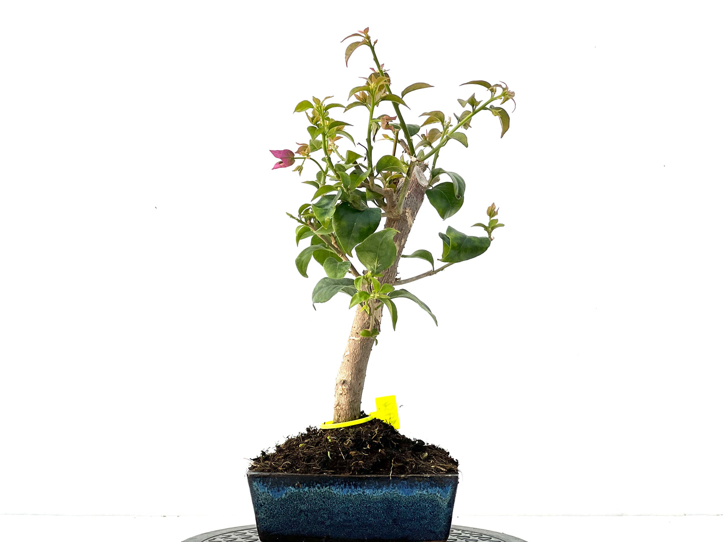 Buganvilla Glabra 3954